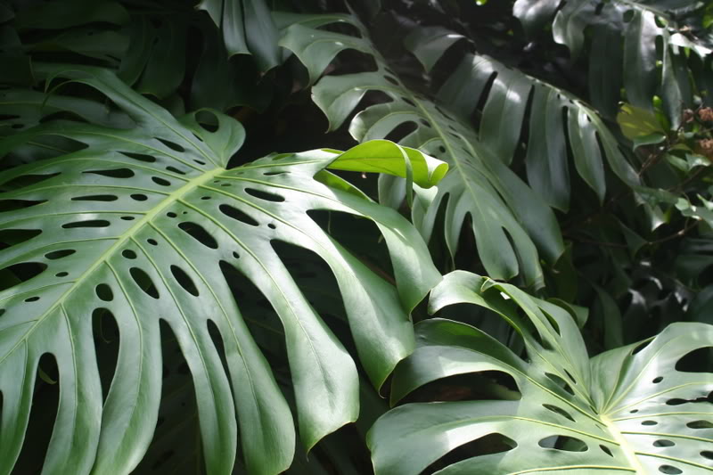 Leaves
